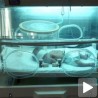 Шесторке - сензација из појаса Газе