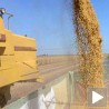 Привођења због малверзација са житом