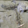 ДНК стар 24.000 година сведочи о сродству Европљана и Индијанаца