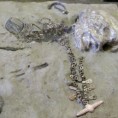 ДНК стар 24.000 година сведочи о сродству Европљана и Индијанаца