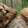 Посечено стабло убило дрвосечу