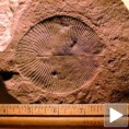 Прокупачки музеј праисторијских фосила на отвореном