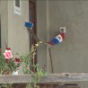 Крушевац, осумњичена да је убила супруга