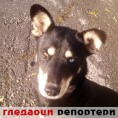 Гледаоци репортери (1. децембар 2013)
