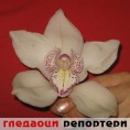 Гледаоци репортери (3. децембар 2013)