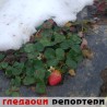 Гледаоци репортери (6. децембар 2013)