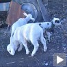 Овца ојагњила четири јагњета