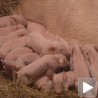 Чудо у Градишту: Осамнаесторо опрасила Султанија!