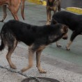 Смедерево, истрага због мучења пса