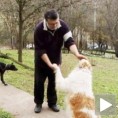 Краљевачки ортопед лечи дивље животиње