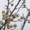 Усред јануара родиле шљиве у Херцег Новом