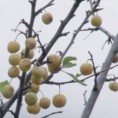Усред јануара родиле шљиве у Херцег Новом