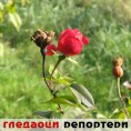 Гледаоци репортери (16. јануар 2014)