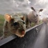 Пацови величине крава населиће планету?