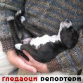 Гледаоци репортери (18. фебруар 2014)