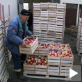 Српски воћари освајају нова тржишта