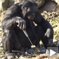 Мајмун са којим делимо 98 посто ДНК састава