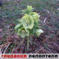 Гледаоци репортери (26. фебруар 2014)