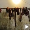 Продавао месо угинулих животиња