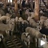 Арапи заинтересовани за пиротску јагњад