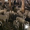 Арапи заинтересовани за пиротску јагњад