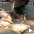 Српска риба у европској мрежи прописа