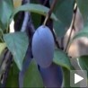 Капи из коштица шљиве