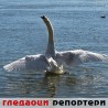 Гледаоци репортери (22. март 2014)