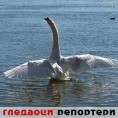 Гледаоци репортери (22. март 2014)