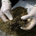 Заплењено више од 30 килограма марихуане