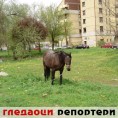 Гледаоци репортери (25. март 2014)