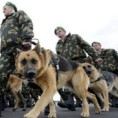 Обустављен пројекат тестирања на псима