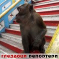 Гледаоци репортери (13. април 2014)