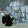 Авганистан, Абдулах води на изборима
