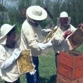 Краљевачки пчелар иноватор