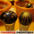 Гледаоци репортери (19. април 2014)