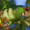 Дивљи папагаји имају имена!