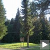 Панчићева оморика понос Таре