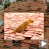 Индијски леопарди освајаjу кровове