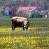 Фамилиологија