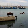 Фотографије за боље расположење! (2. део)