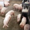 Француска забранила увоз прасића