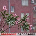 Гледаоци репортери (4. мај 2014)