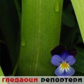 Гледаоци репортери (14. мај 2014)
