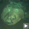 Пронађено гробље морских џинова