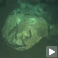 Пронађено гробље морских џинова