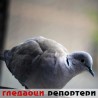 Гледаоци репортери (20. мај 2014)