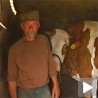 Крава која је победила поплаву 