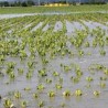 Пљусак у Чачку, 20 хектара усева под водом