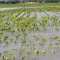 Пљусак у Чачку, 20 хектара усева под водом